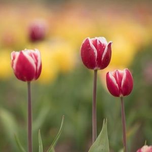 Meet your Posher, Lana